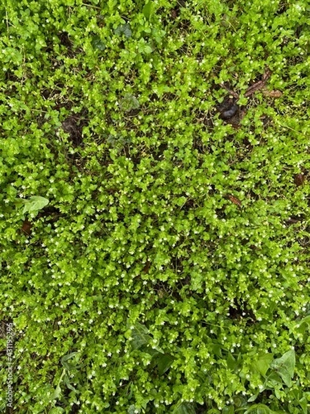 Fototapeta green ivy wall background 