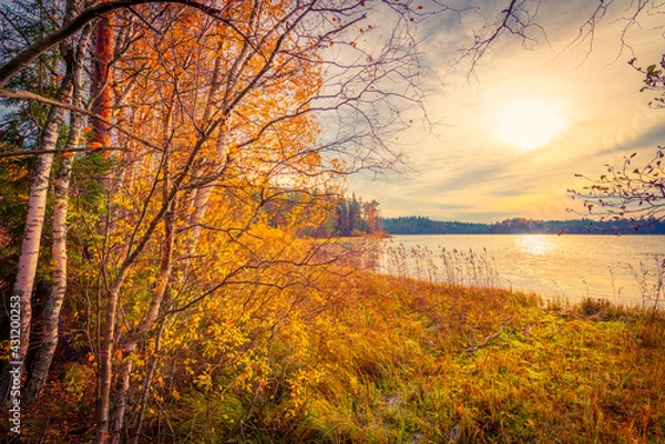 Fototapeta Sunset over the forest lake. Autumn weather. Marshland. Trees without foliage. Beautiful nature. Russia, Europe. View from the shore.