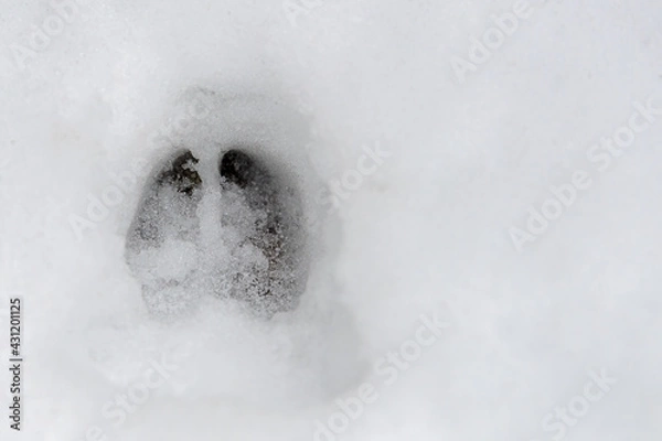 Fototapeta Deer Footprint In Fresh Snow