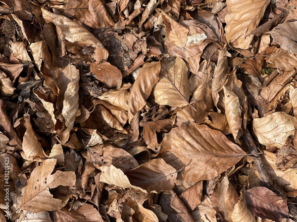 Obraz leaves on the ground