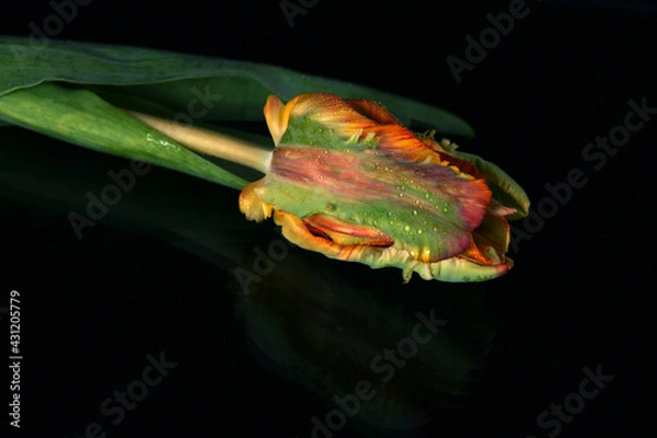 Obraz papageientulpe