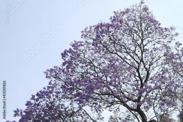Obraz Árbol de jacarandas 
