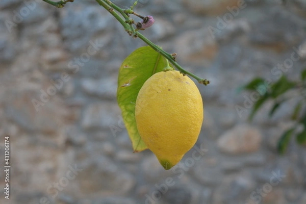 Obraz lemon on tree