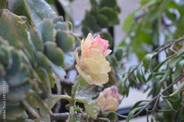 Obraz cactus in the garden