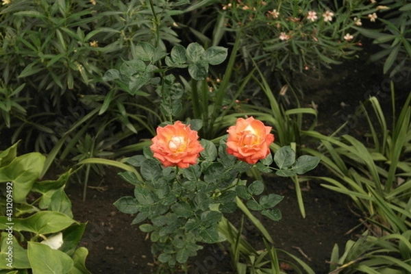 Obraz Flores naranjas 