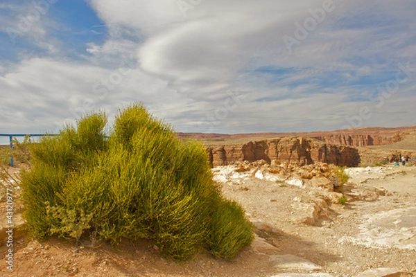 Obraz Desert brush in Grand Canyon Arizona.