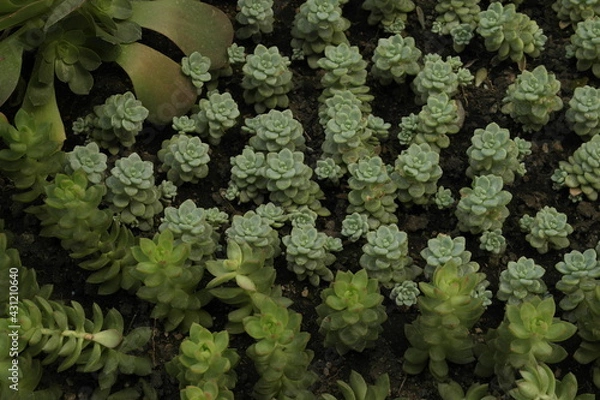 Obraz Texturas verdes 