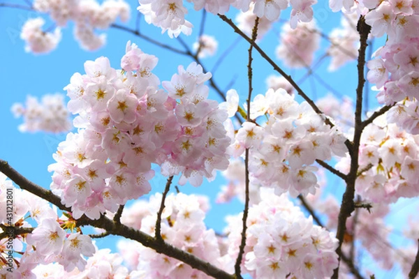 Fototapeta Cherry Blossoms