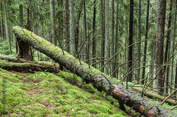 Fototapeta Fallen trees in mossy forest