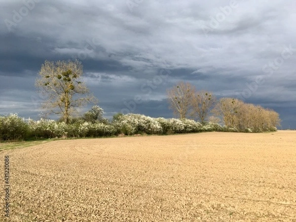 Obraz trees in the field