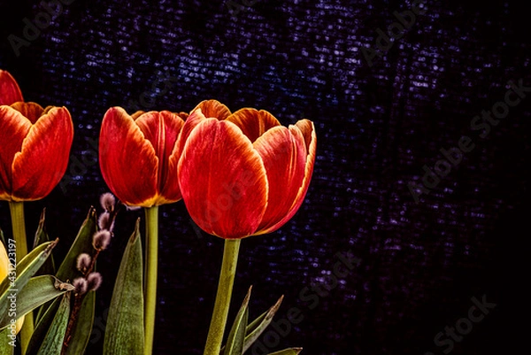Fototapeta Red tulips on dark background