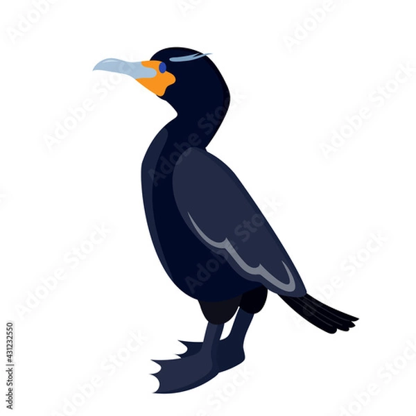 Fototapeta cormorant. sea ​​bird. bird on a white background. stock vector illustration.