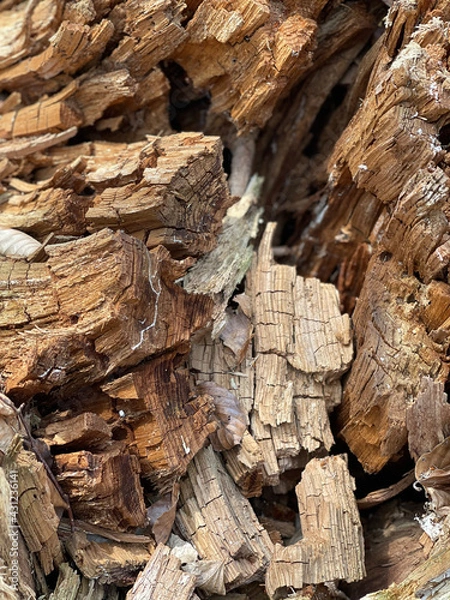 Fototapeta bark texture