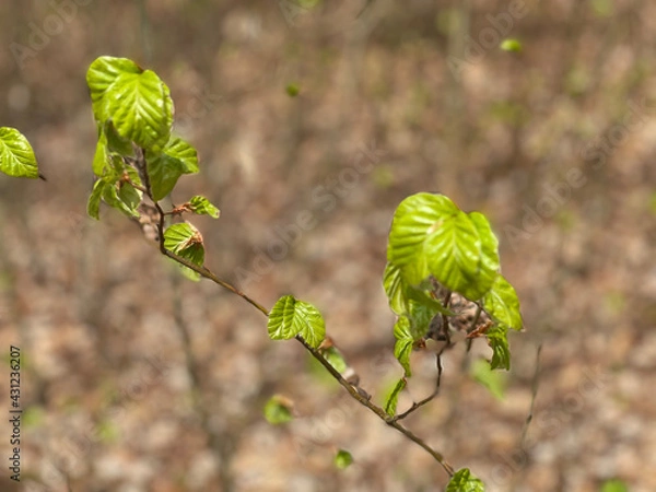 Fototapeta leaves