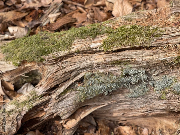 Fototapeta bark of a tree