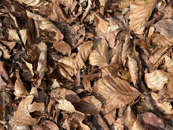 Fototapeta leaves background