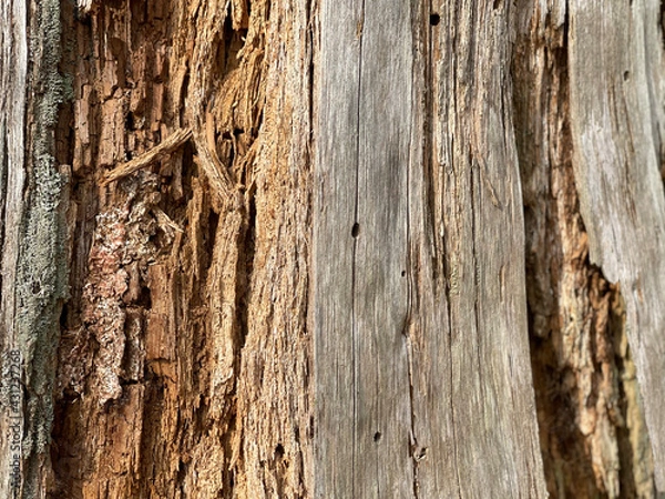 Fototapeta old wood texture