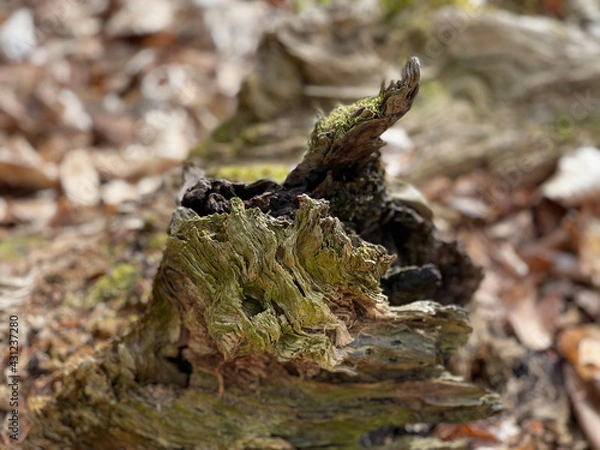 Fototapeta fungus on tree trunk