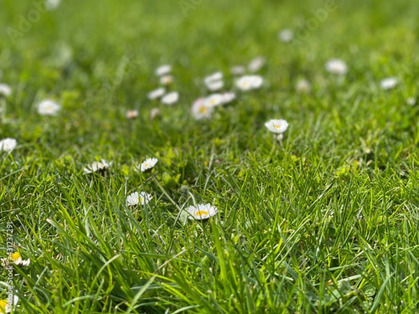 Fototapeta grass and flowers