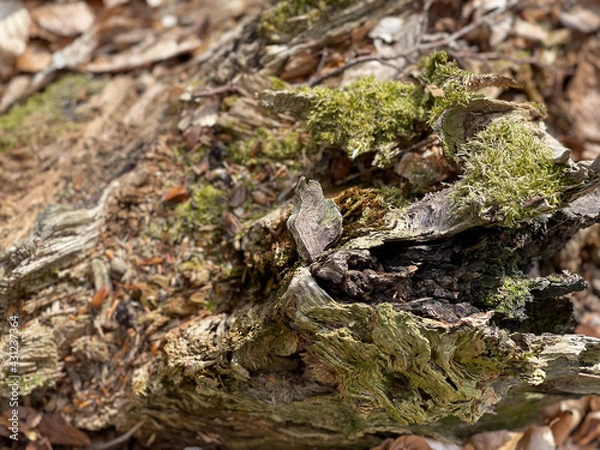 Fototapeta dead wood