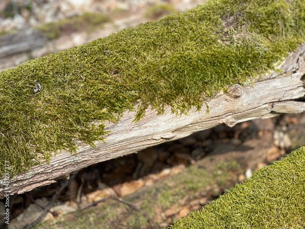 Fototapeta moss on tree trunk