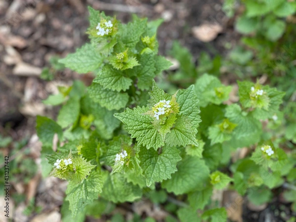Fototapeta knoblauch rauke