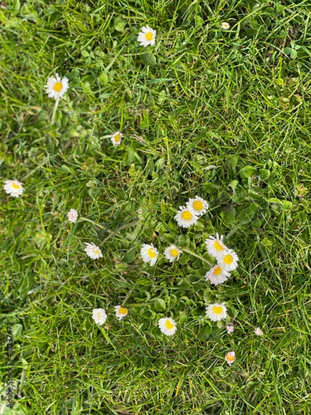 Fototapeta daisies in a meadow