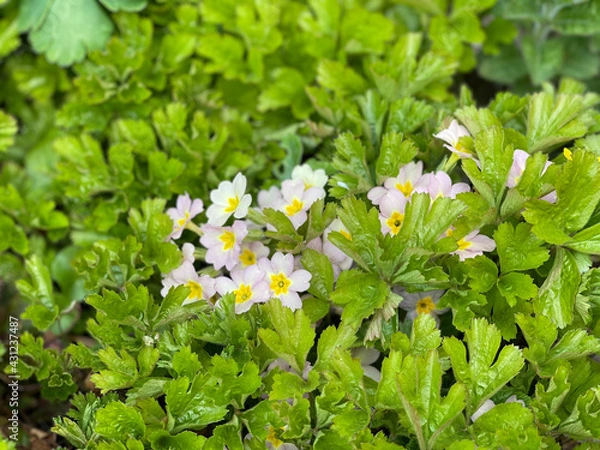 Fototapeta white flowers