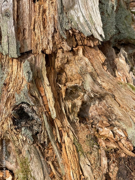 Fototapeta dead wood texture