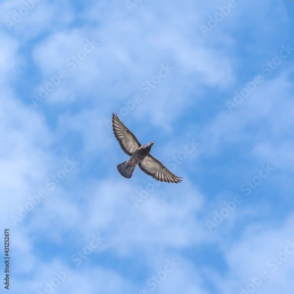 Fototapeta Dove flies against the blue sky