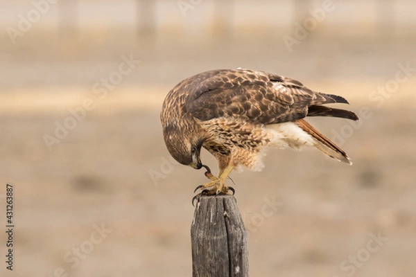 Fototapeta Red-tailed Hawk Cleans It's Talon