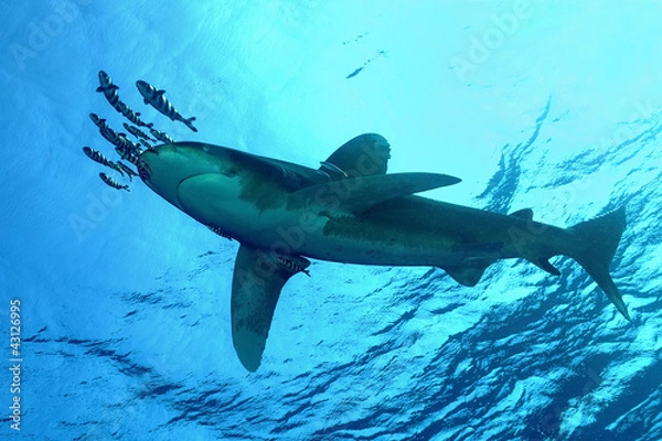 Obraz Weißspitzen-Hochseehai