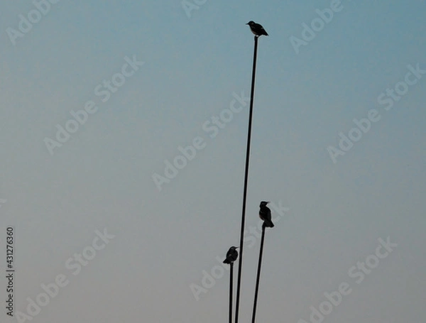 Obraz birds on a vertical wire