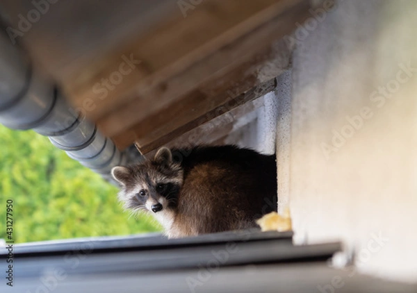 Fototapeta Frightened raccoon sits on a shed roof in broad daylight