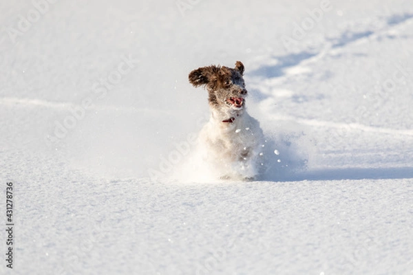 Obraz dog playing with snow