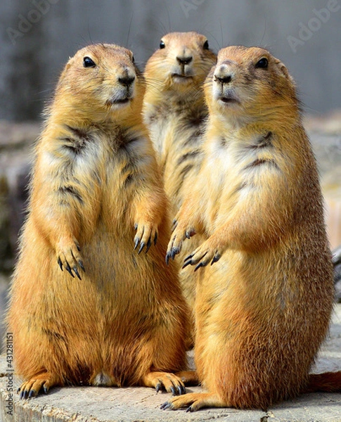 Obraz オグロプレーリードッグ