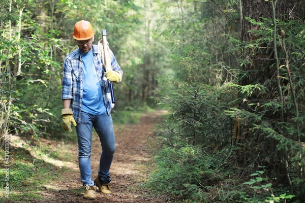 Fototapeta Male lumberjack in the forest. A professional woodcutter inspects trees for felling.