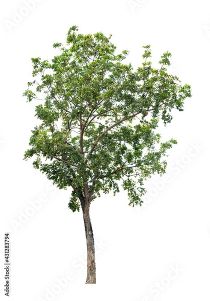 Obraz Tree isolated on white background for use in architectural design or more.