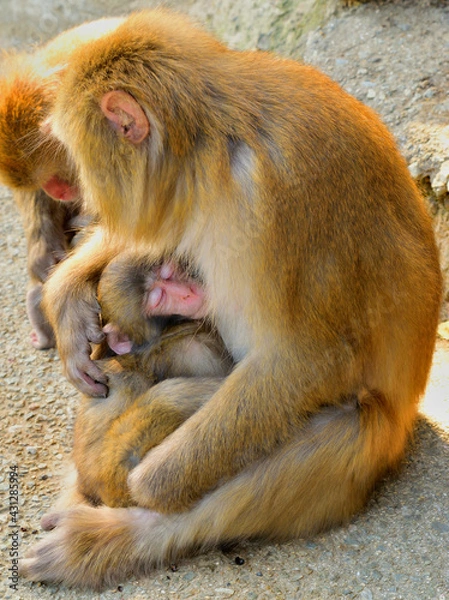 Obraz ニホンザル