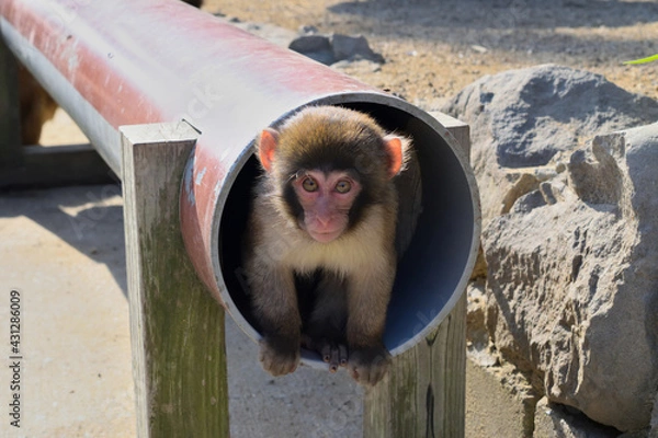 Obraz ニホンザル