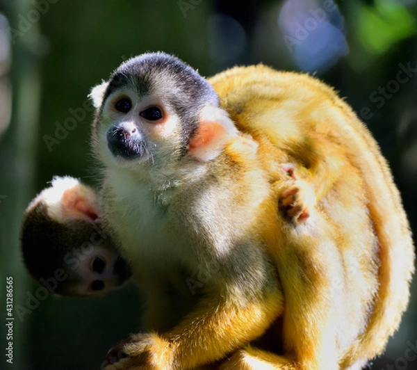 Obraz ボリビアリスザル