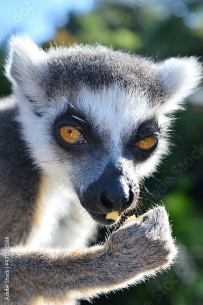 Obraz ワオキツネザル