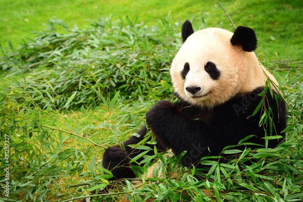 Obraz ジャイアントパンダ