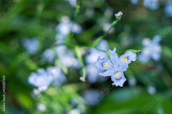 Fototapeta 緑の中に美しく咲くシャガ