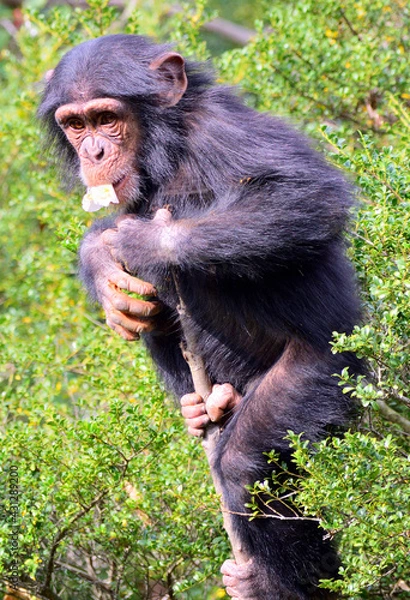 Obraz チンパンジー