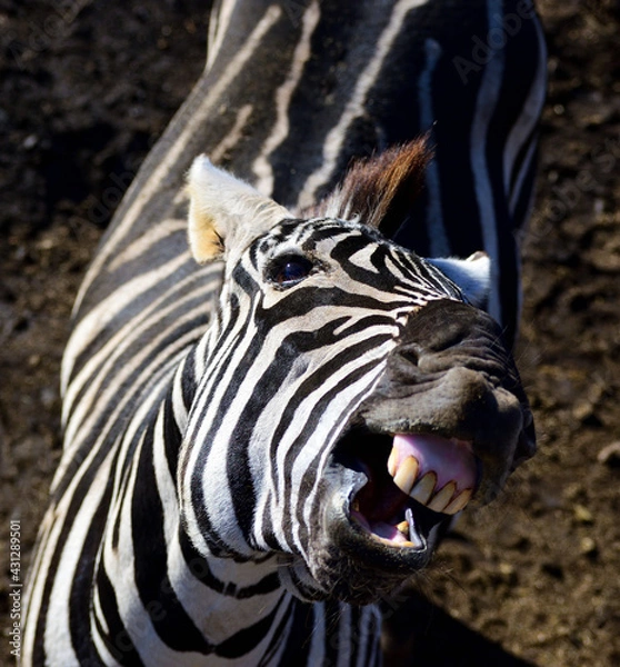 Obraz グランドシマウマ