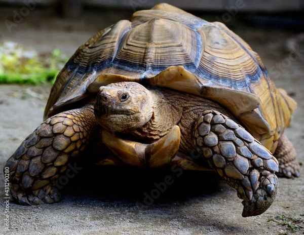 Obraz ケヅメリクガメ