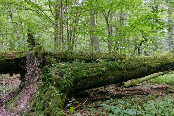 Fototapeta Deciduous stand with two broken oak trees lying