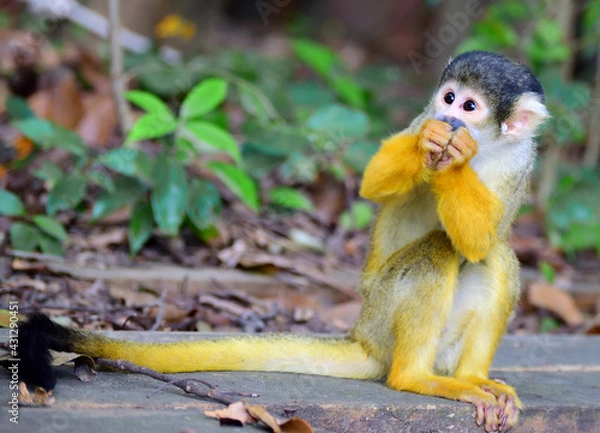 Obraz ボリビアリスザル