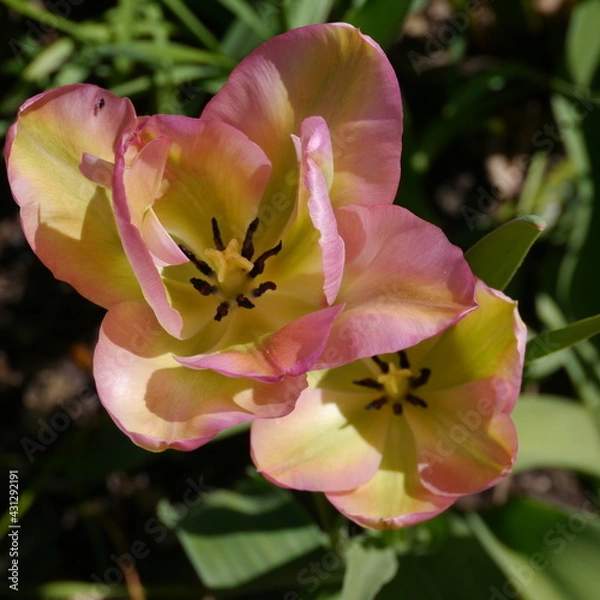 Obraz Peach Yellow Springtime Tulip Bulb